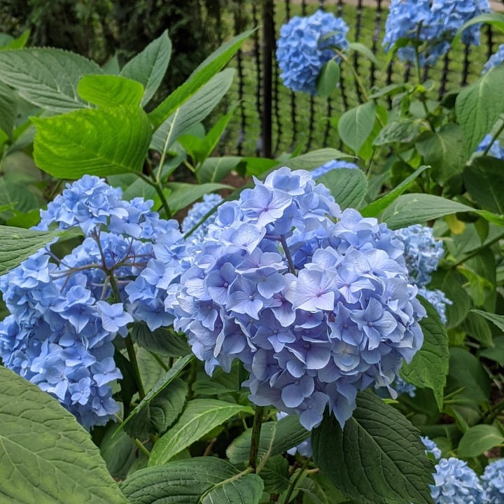 hydrangea flowering shade plant