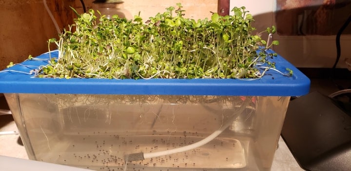 hydroponic microgreen at home