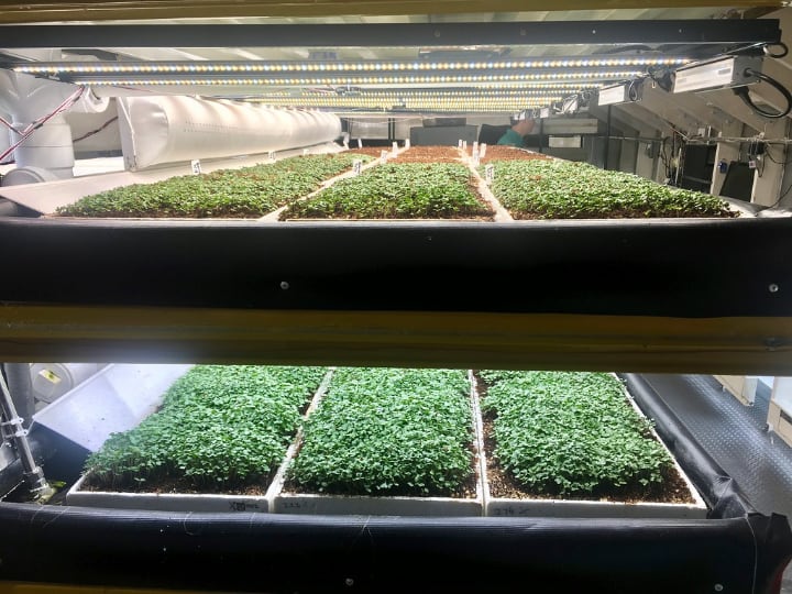 hydroponic microgreen system inn edenworks