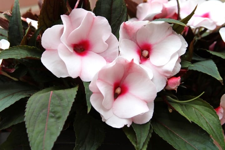 impatiens indoor shade plant