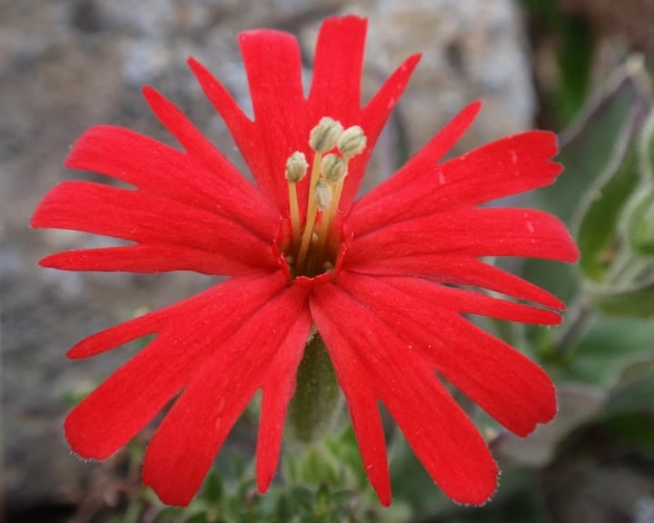 indian pink flowering shade plant