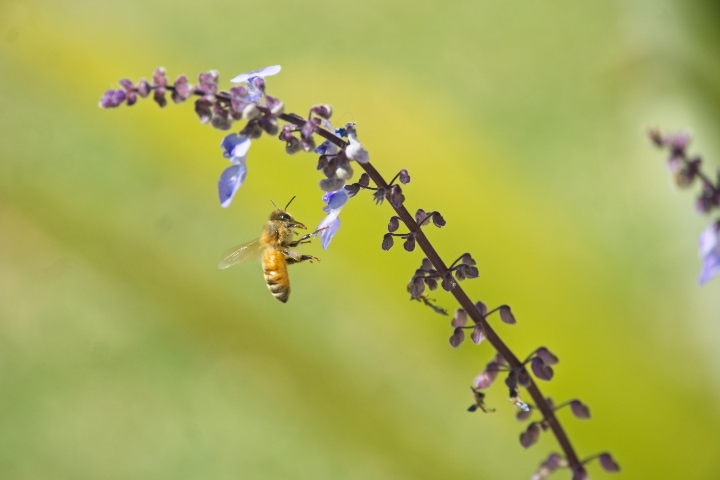 italian honey bee apis mellifera linguistica