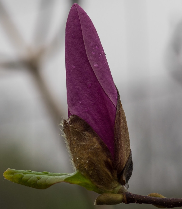 jane magnolia flowering tree