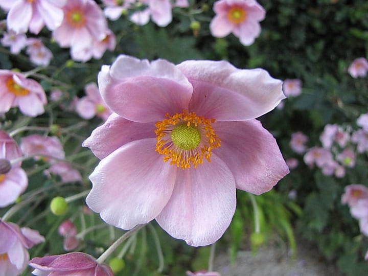 japanese anemone dry shade plants