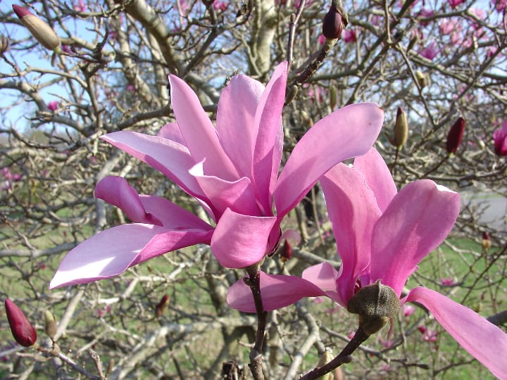 japanese magnolia tree