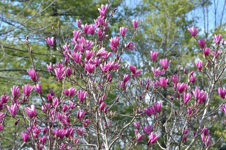 japanese magnolia tulip tree