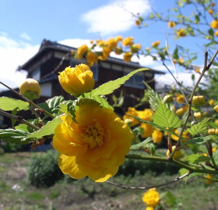 japanese rose dry shade plant