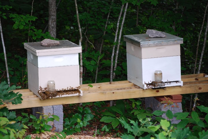 keeping more than one hive in the garden