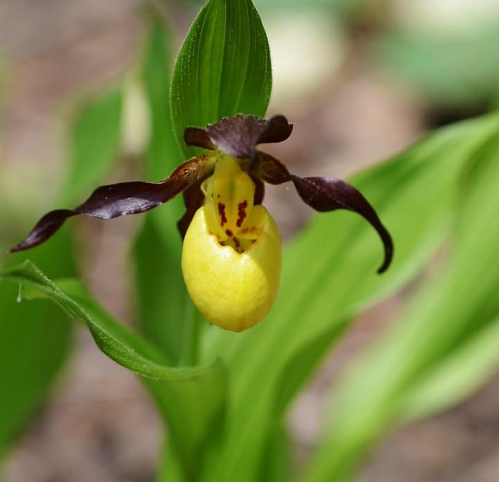 ladys slipper orchid part shade plants
