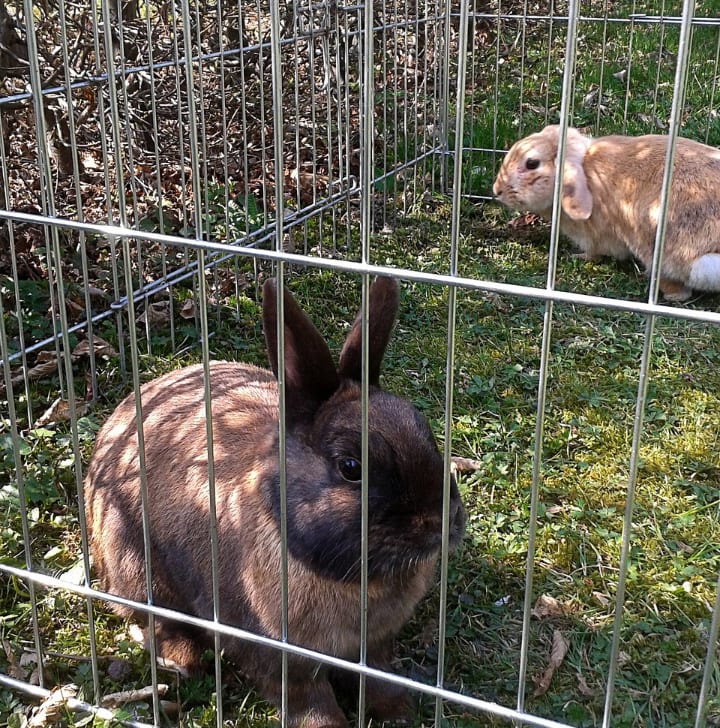 large bunny cage outside