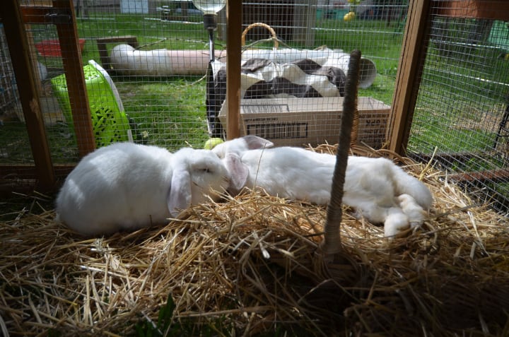 large rabbit cage so bunnies can hop