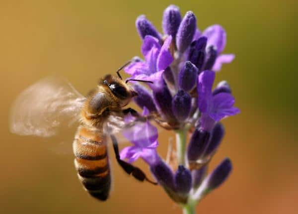 lavender bees