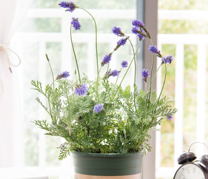 lavender flower by the window