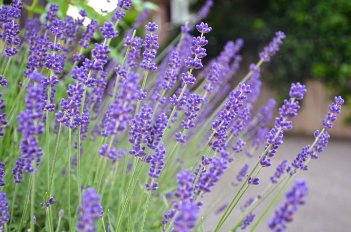 lavender plant