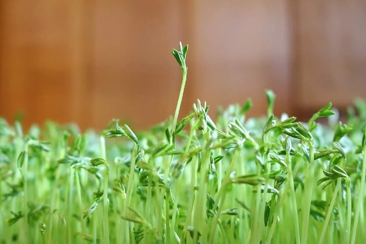 lentil microgreens