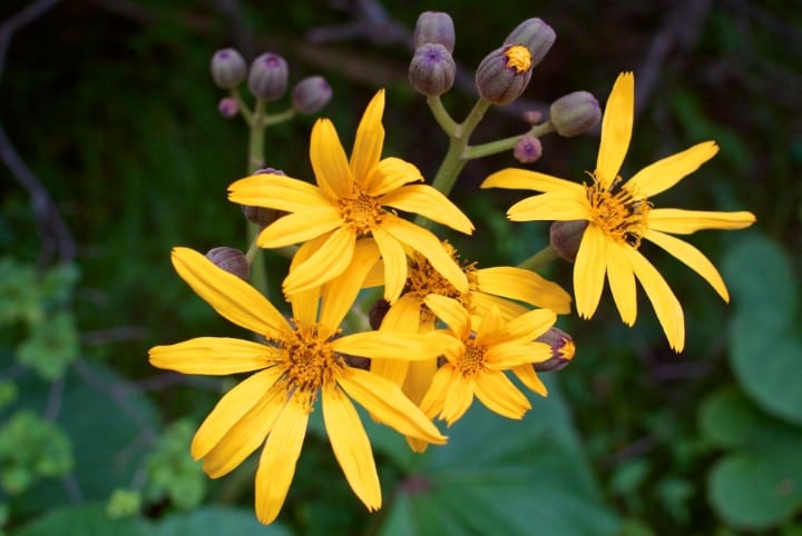 ligularia dentata