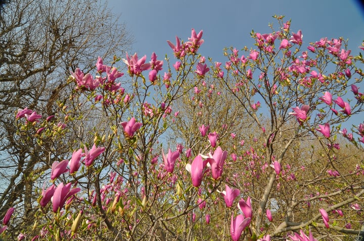 lily magnolia tree
