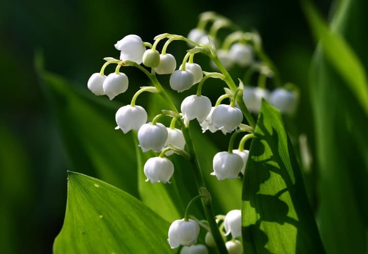 lily of the valley dry shade plants