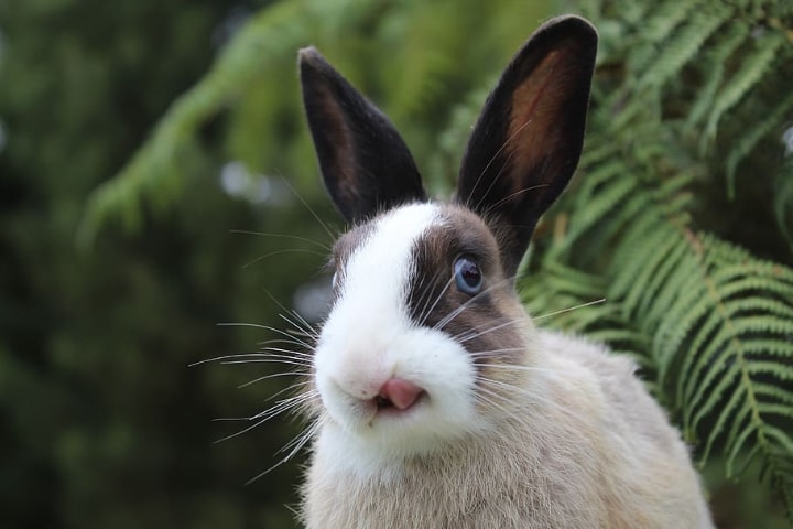 lip licking rabbit after a good meal