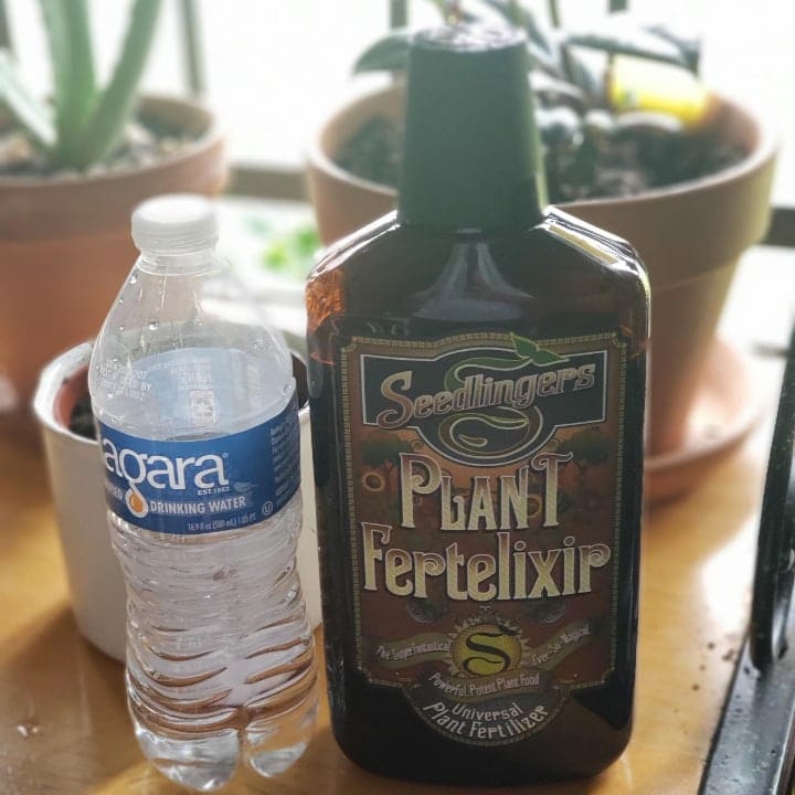 liquid fertilizer for geraniums