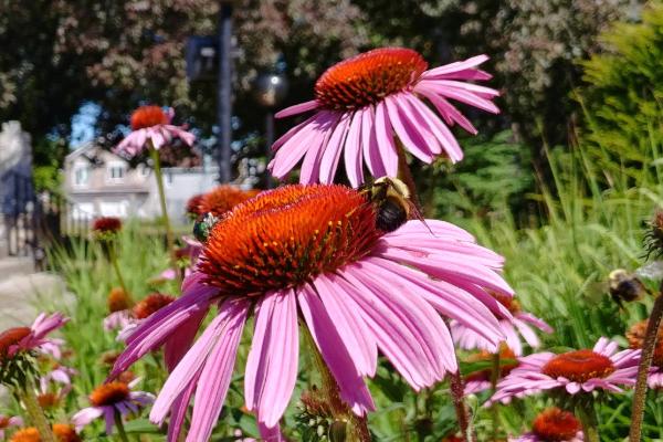 list of flowers that attract bees