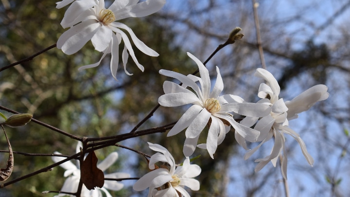 loebner magnolia tree flowers