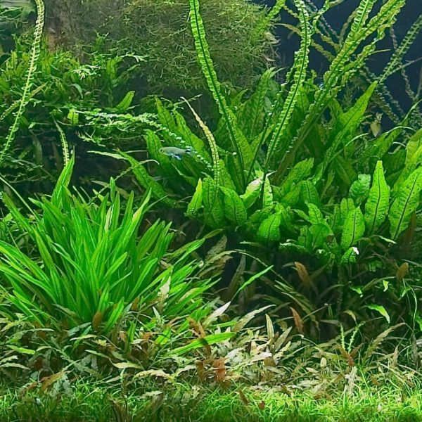 luscious green aquarium plants