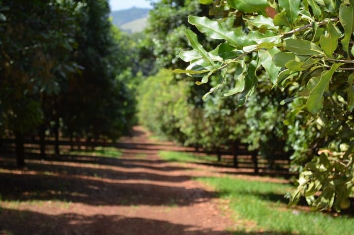 macadamia tree provides shade to coffee plants