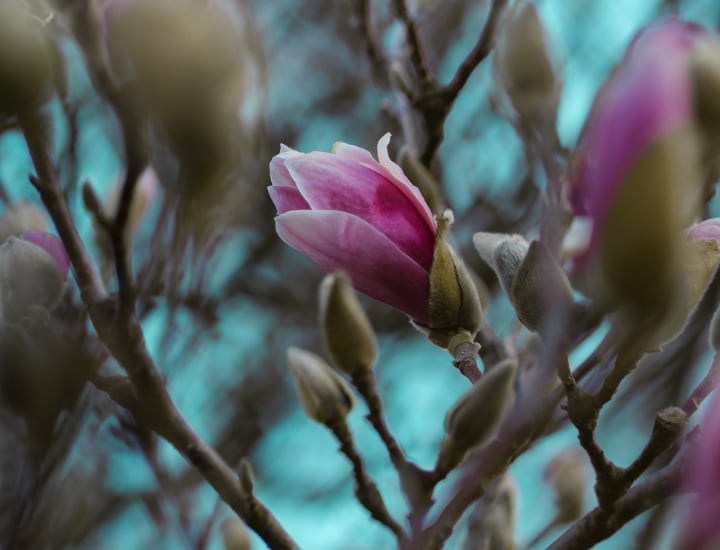 magnolia ann tree