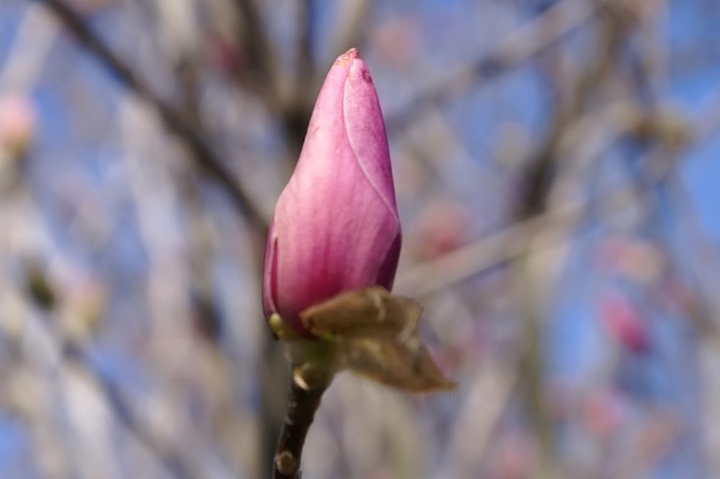 magnolia jane tree