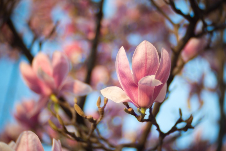 magnolia soulangea tree