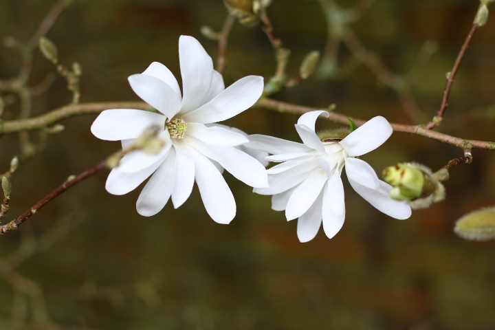 magnolia stellata tree flowers