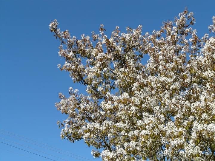magnolia stellata tree medium sized