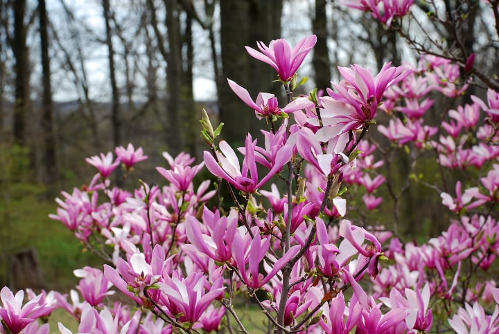 magnolia susan tree