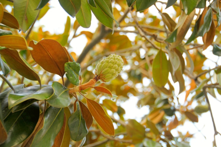 magnolia tree leaves