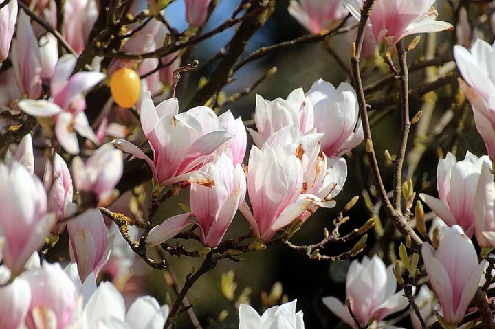 magnolia tulip tree flowers