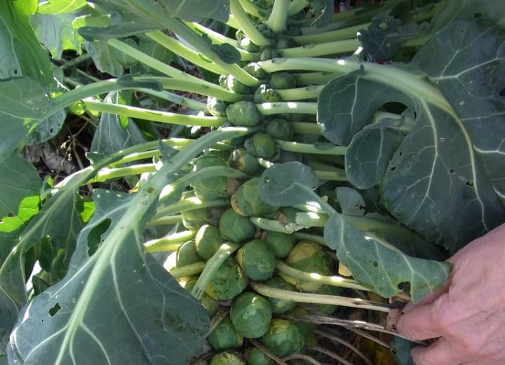 martinus brussel sprouts