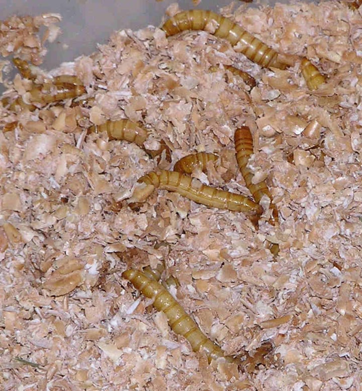 Mealworms Breeding Guide & 6 Important Benefits for Chickens