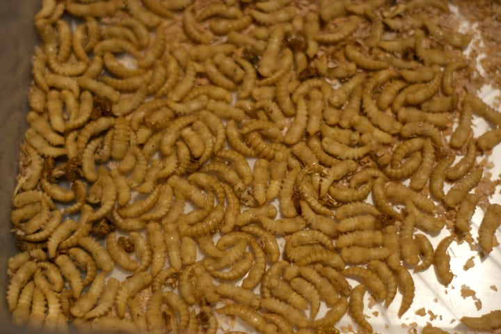 mealworm beetle pupae