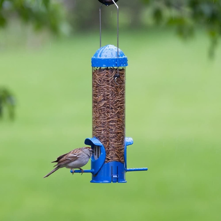 mealworm bird feeder