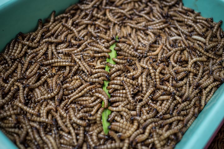 mealworm encasement