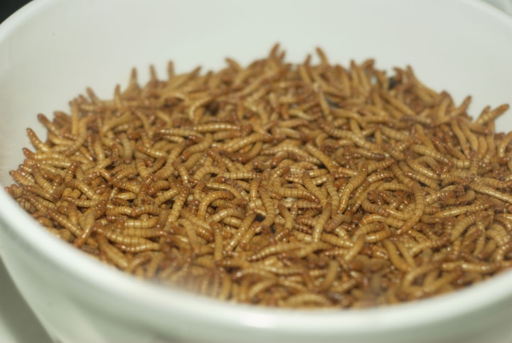 mealworm supply