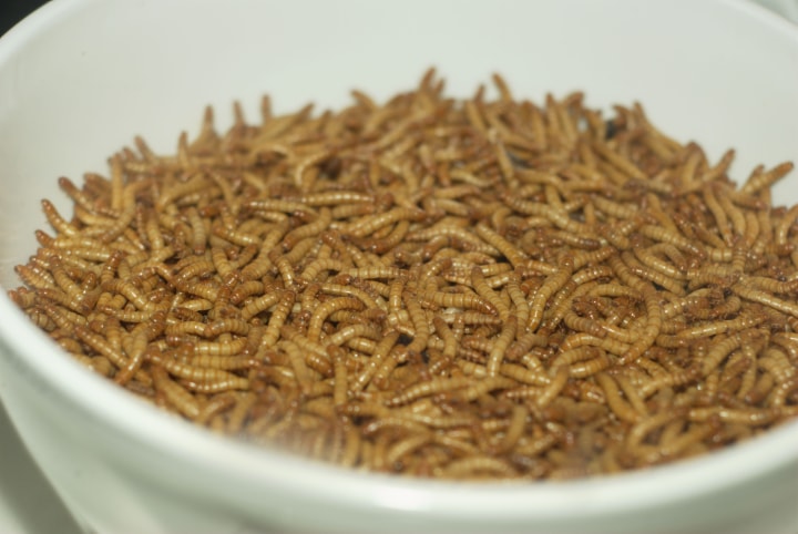 mealworm supply