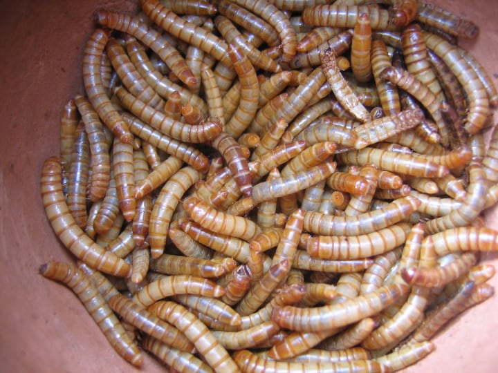 mealworms faqs