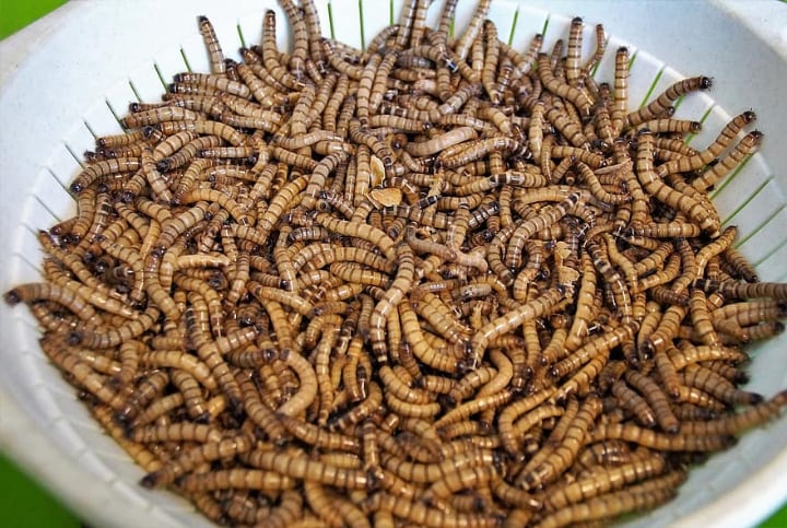 mealworms for sale