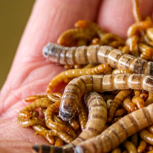 mealworms on hand