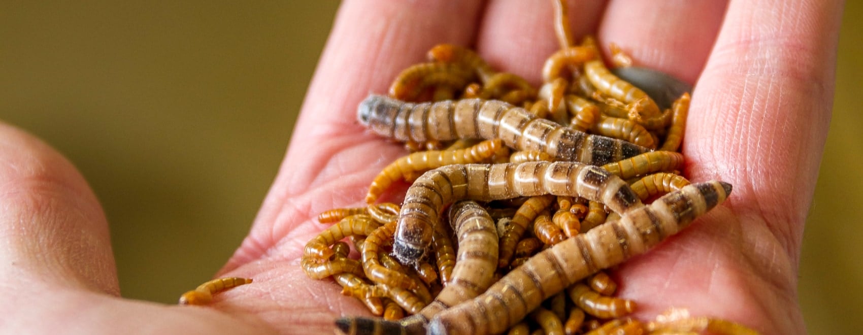 Mealworms Breeding Guide & 6 Important Benefits for Chickens