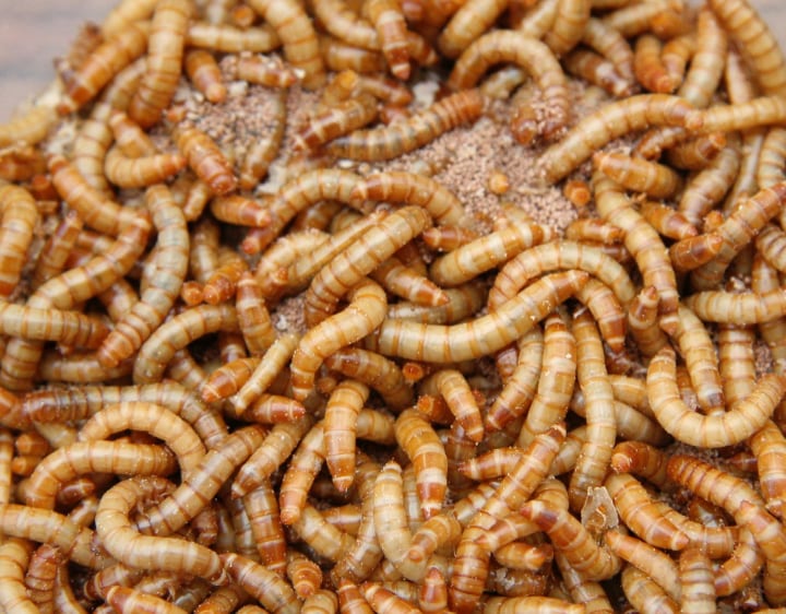 mealworms