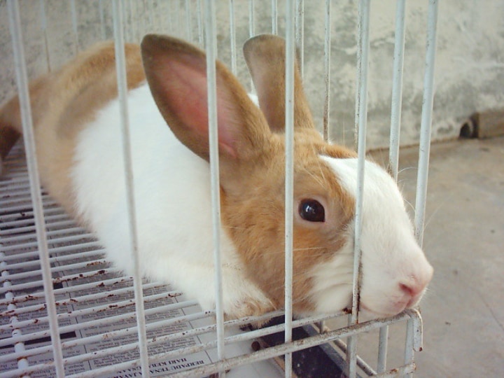 metal indoor rabbit cage with a white brown rabbit innside