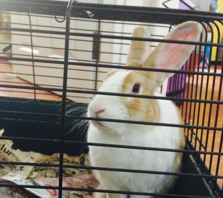 metal rabbit cage indoors